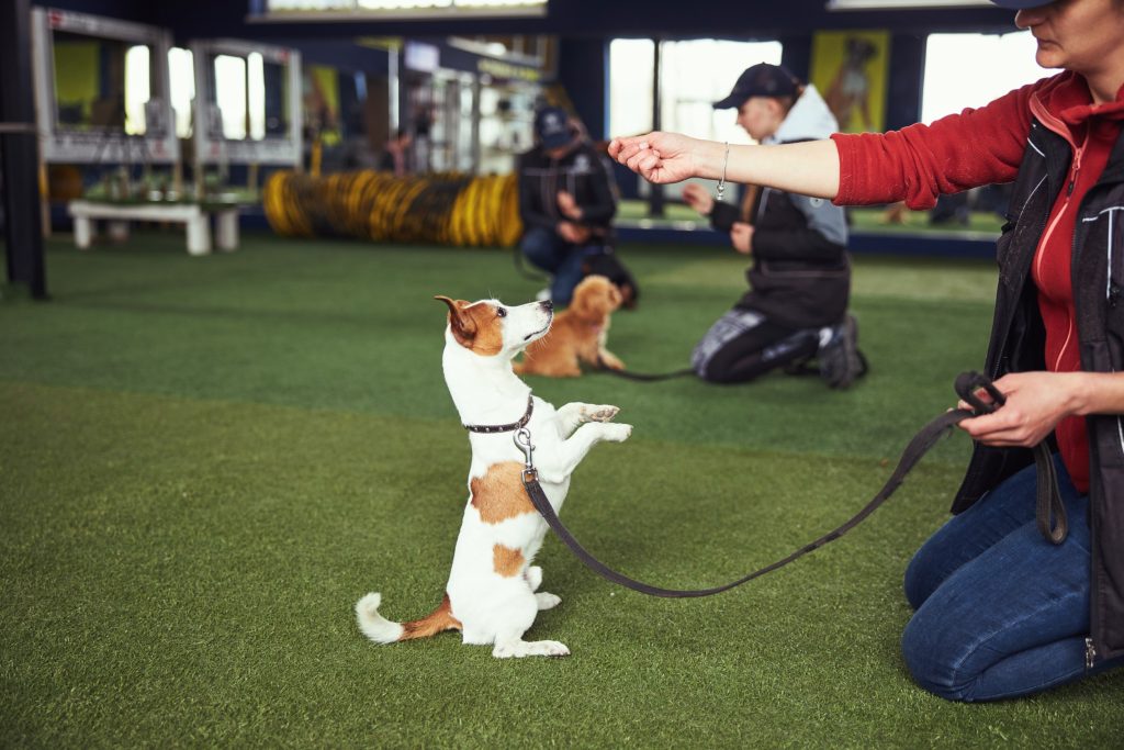 Dog on Pet Turf